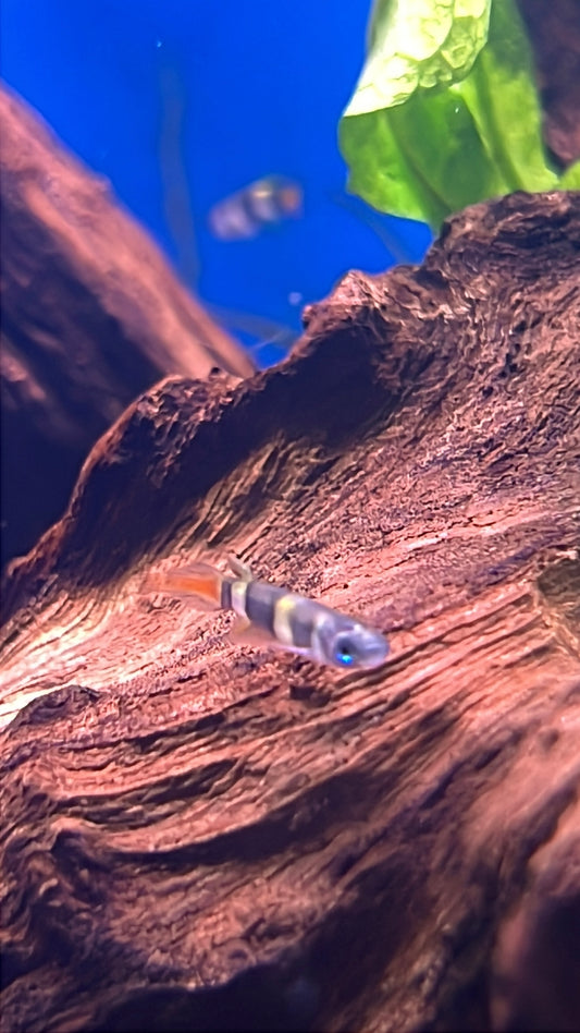 Clown Killifish