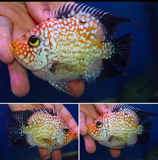 Super Red Texas  SB Coin ( MALE  )#03