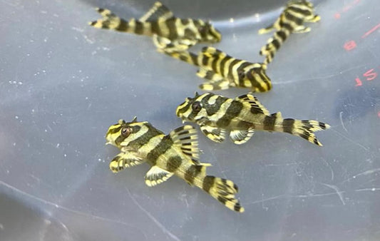 L134  Leopard Frog Pleco 1.5-2"