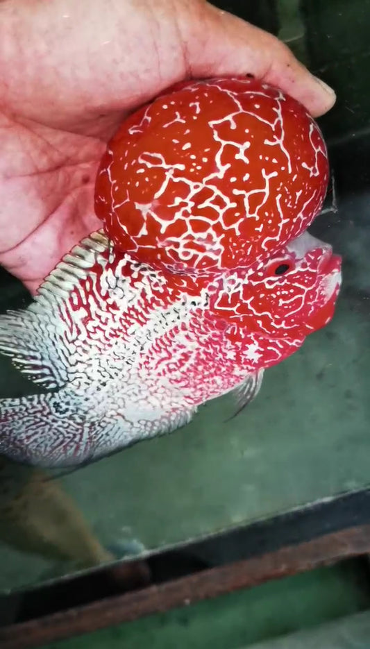 Super Red Dragon HQ  Flowerhorn ( Male ) -VIP2
