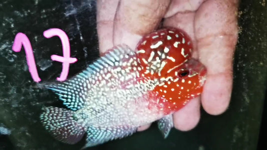 Super Red Dragon Flowerhorn ( Male ) -J17