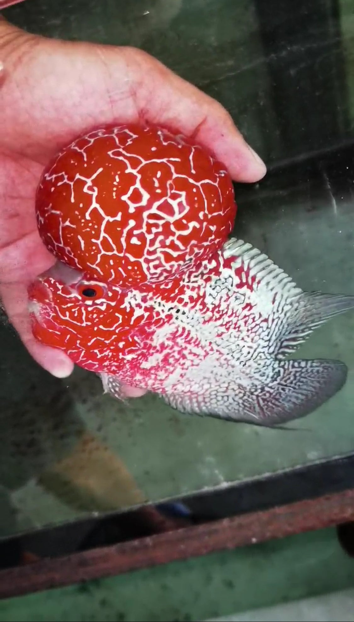 Super Red Dragon HQ  Flowerhorn ( Male ) -VIP2