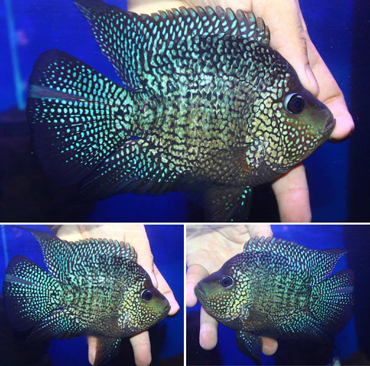 Super Red Texas  SB Coin ( MALE  )#02