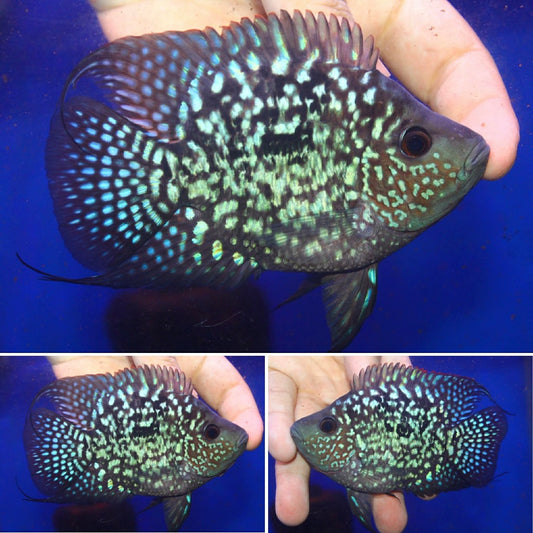 Super Red Texas  SB Coin ( MALE  )#04