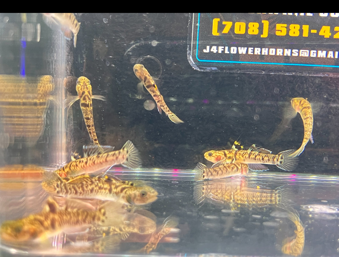 Yellowstripe Goby (Mugilogobius chulae)