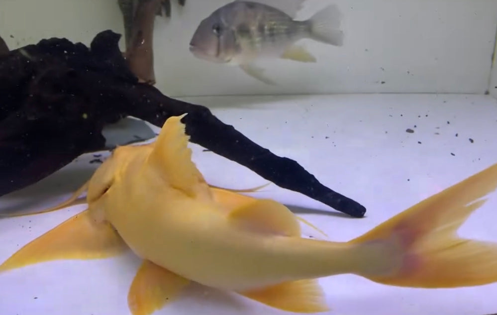 Albino Goonch Catfish 12"