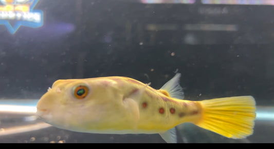Cross River Puffer (Tetraodon Pustulatus)