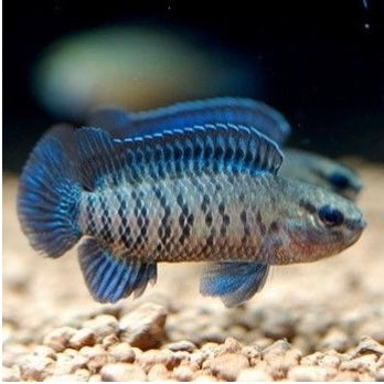 Blue Badis 1"