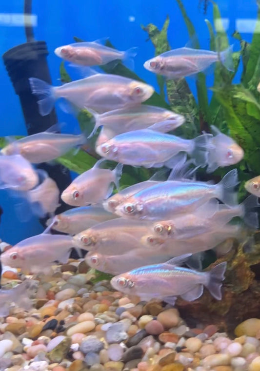 Albino Congo Tetras