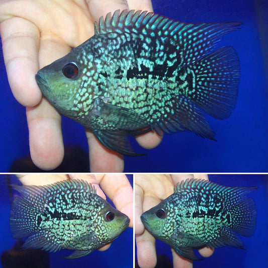 Super Red Texas  SB Coin ( MALE  )#08