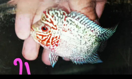 Super Red Dragon Flowerhorn ( Male ) -J21