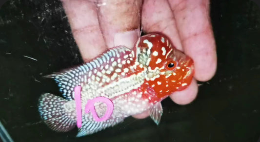 Super Red Dragon Flowerhorn ( Male ) -J10