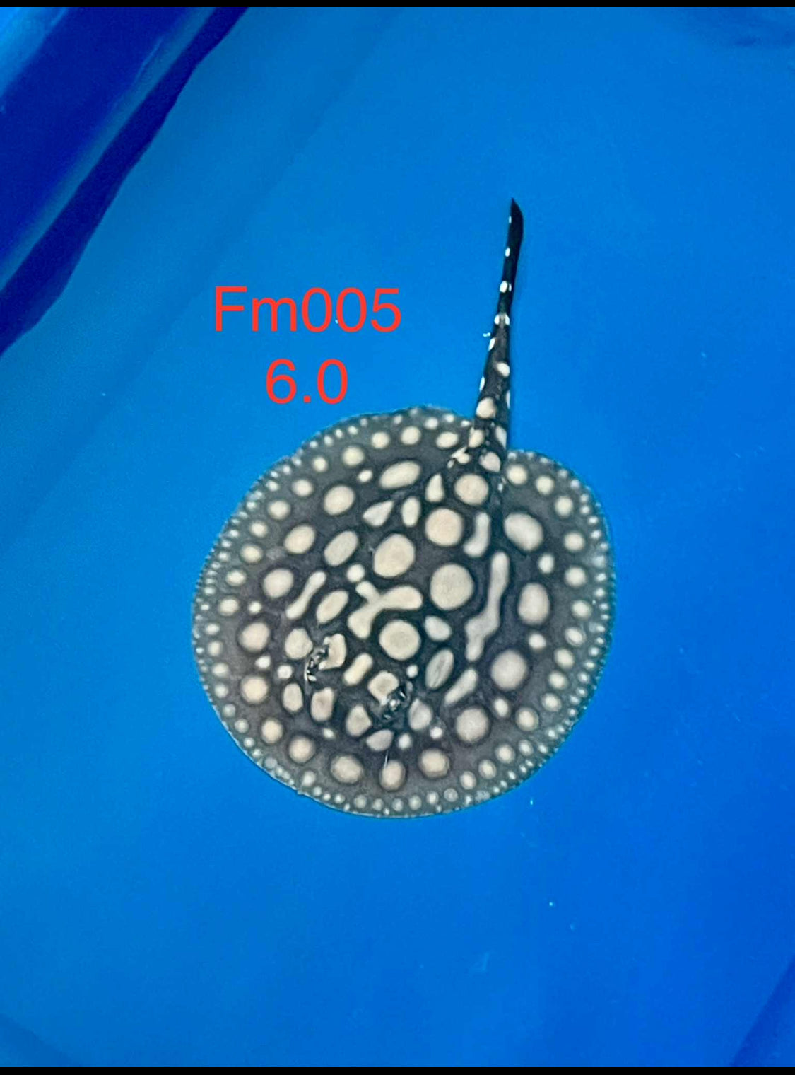 Black Diamond Hybrid Stingray Female 05