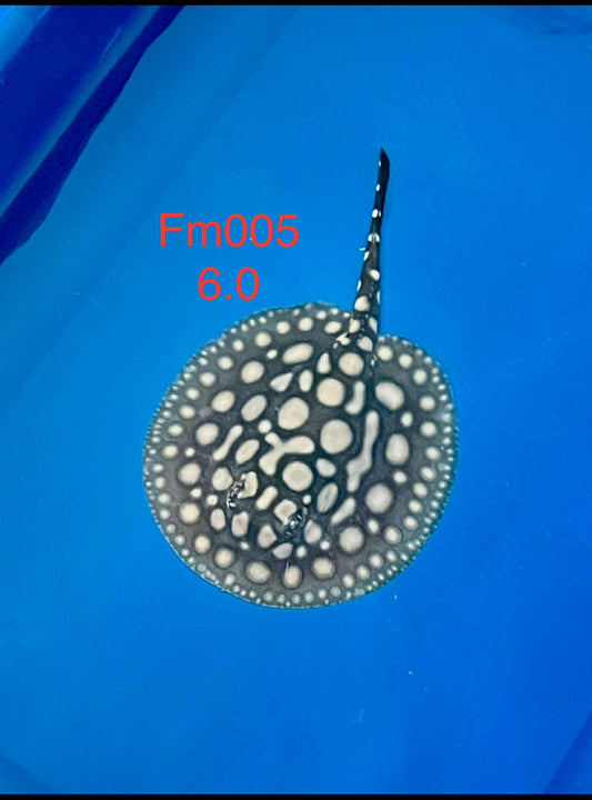 Black Diamond Hybrid Stingray Female 05