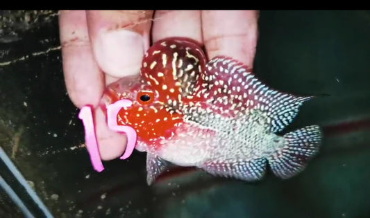 Super Red Dragon Flowerhorn ( Male ) -J15