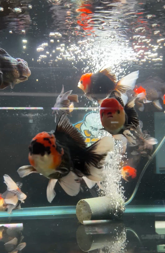 Red Cap Tricolor Goldfish 4-5"
