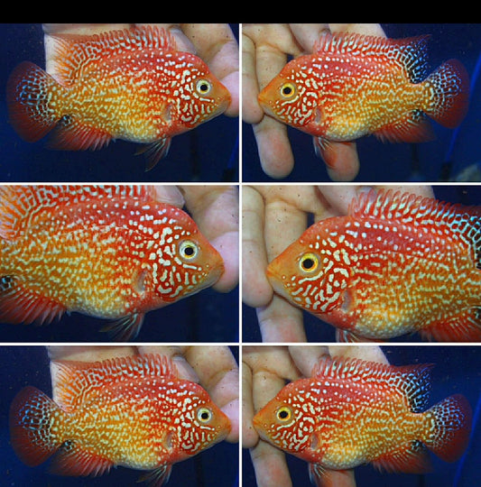 Super Red Texas Grade A ( MALE  )#3