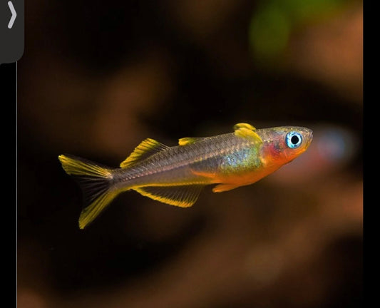 Furcata Rainbowfish 1"