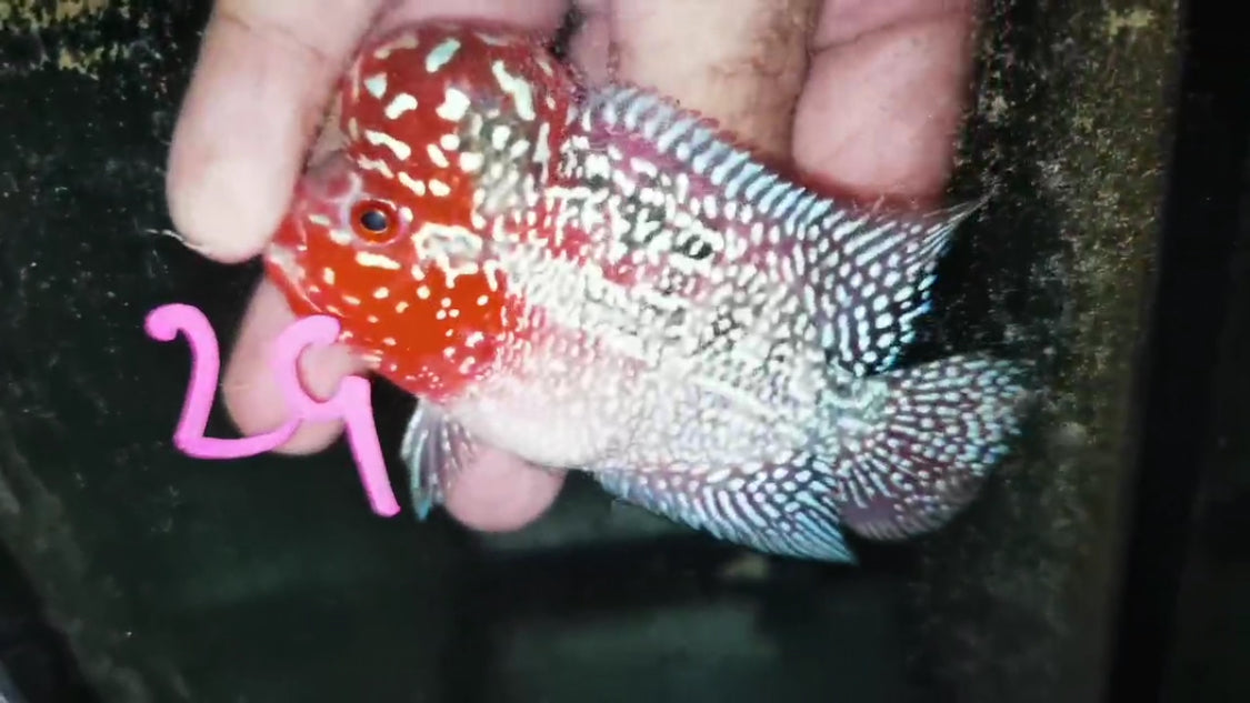 HQ Super Red Dragon Flowerhorn ( Male ) -J29