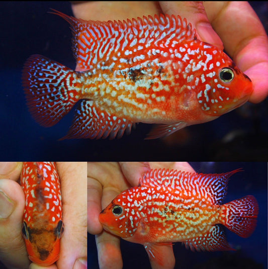 Super Red Texas Grade A ( MALE  )#10