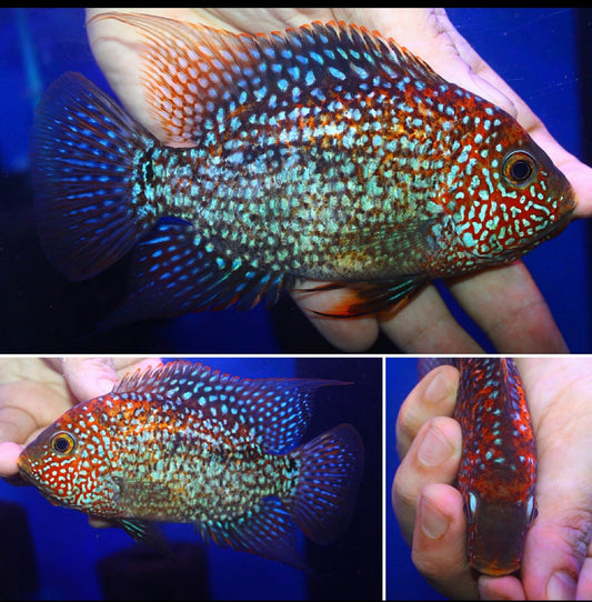 Super Red Texas Grade A ( MALE  )#4