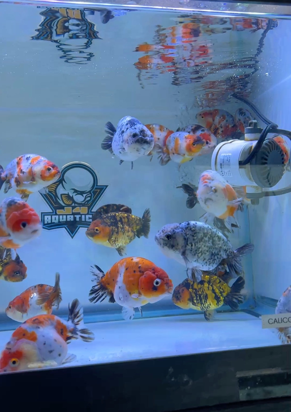 Calico Ranchu Goldfish 4"