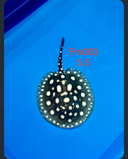 Black Diamond Stingray ( female )-03