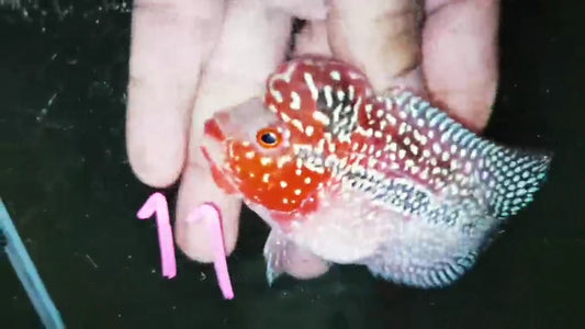 Super Red Dragon Flowerhorn ( Male ) -J11