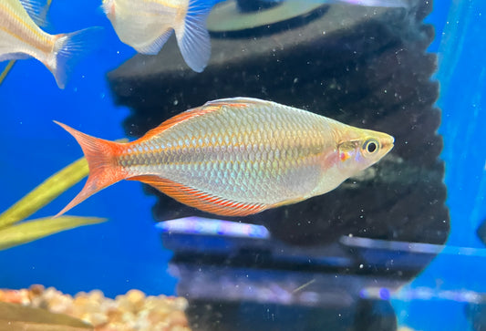 Melanotaenia Goldiei Kiura Rainbowfish