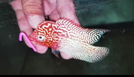 Golden Base Flowerhorn ( Male ) -G1