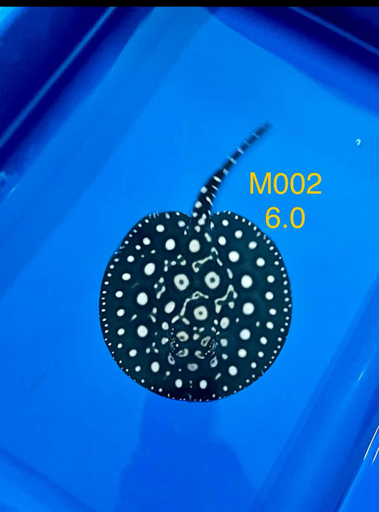 Black Diamond Hybrid Male M002