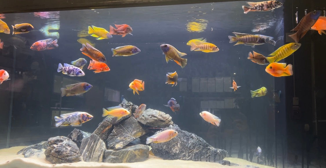 Premium Grade  Peacocks / Malawi Cichlids 3-4" ( 6 Pack )