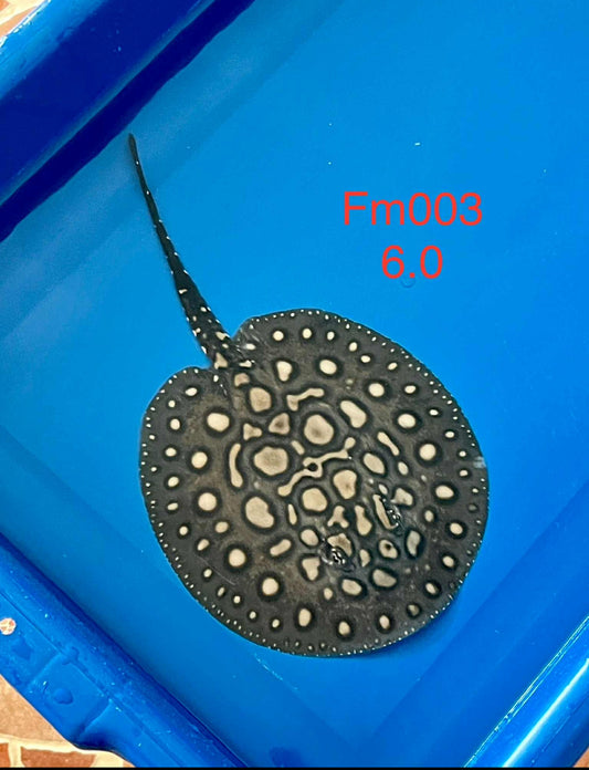 Black Diamond Hybrid Stingray Female 03