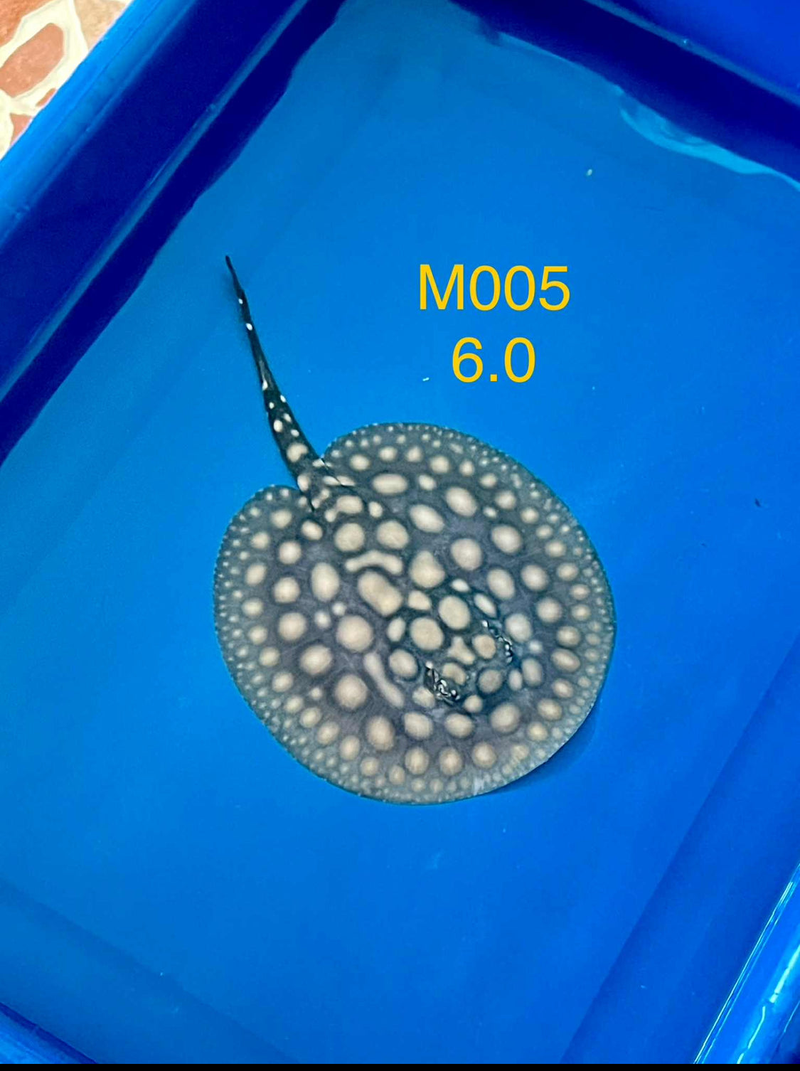 Black Diamond Hybrid Stingray Male 05