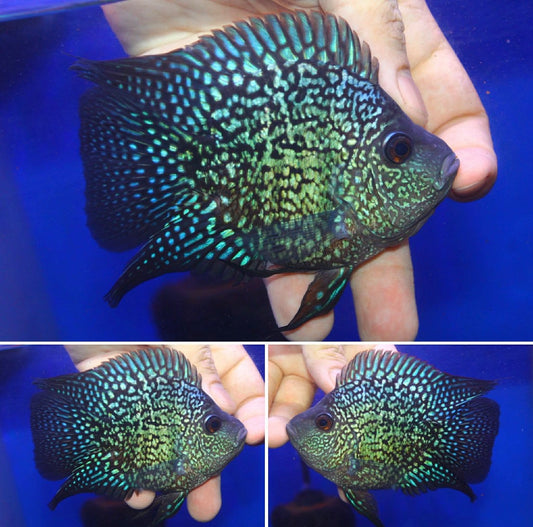 Super Red Texas  SB Coin ( MALE  )#07