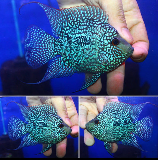 Super Red Texas  SB Coin ( MALE  )#06