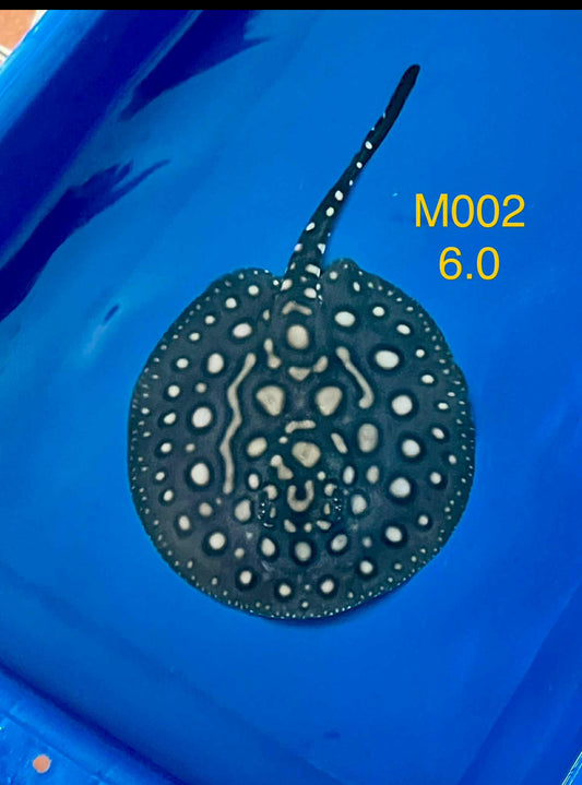 Black Diamond Hybrid Stingray Male 02