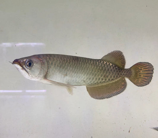 Jardini Arowana 10"