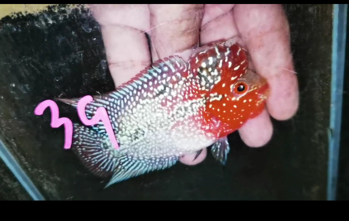 Super Red Dragon Flowerhorn ( Male ) -J39