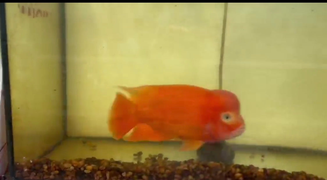 Super Red Monkey Grade AAA - Male 5-6"