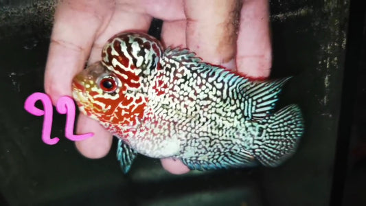 Super Red Dragon Flowerhorn ( Male ) -J22