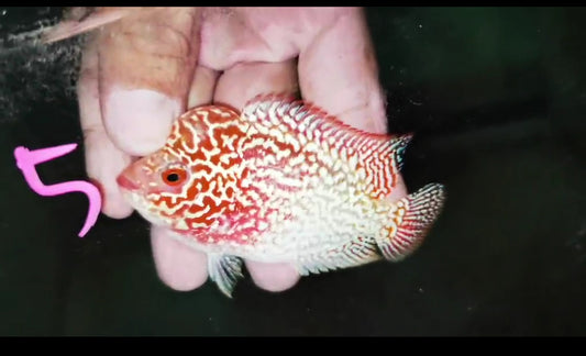 Golden Base Flowerhorn ( Male ) -G5