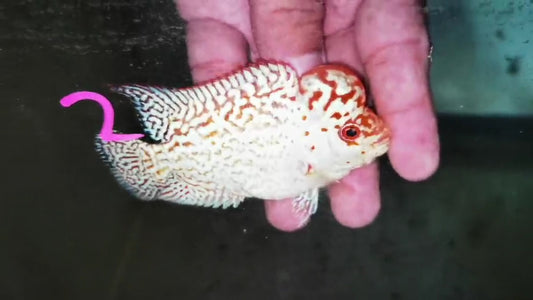 Golden Base Flowerhorn ( Male ) -G2