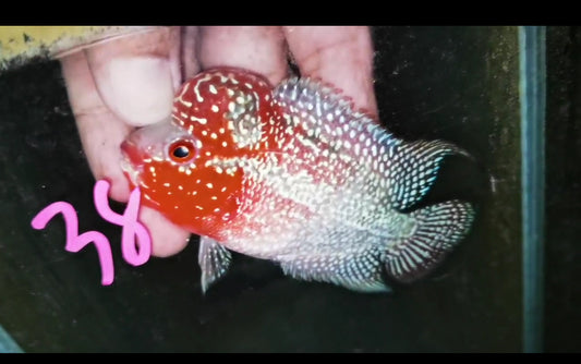 HQ Super Red Dragon Flowerhorn ( Male ) -J38