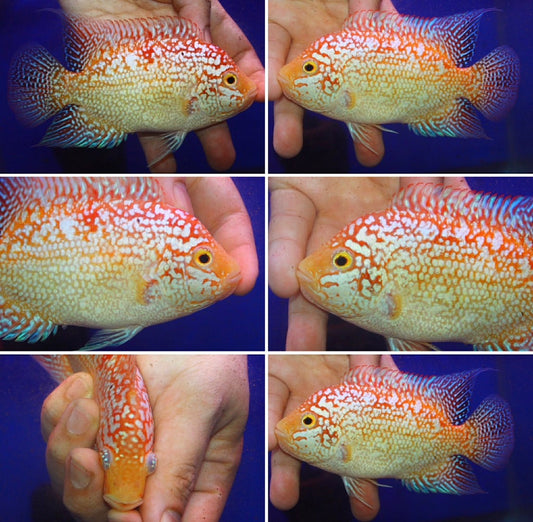 Super Red Texas Grade A ( MALE  )#8