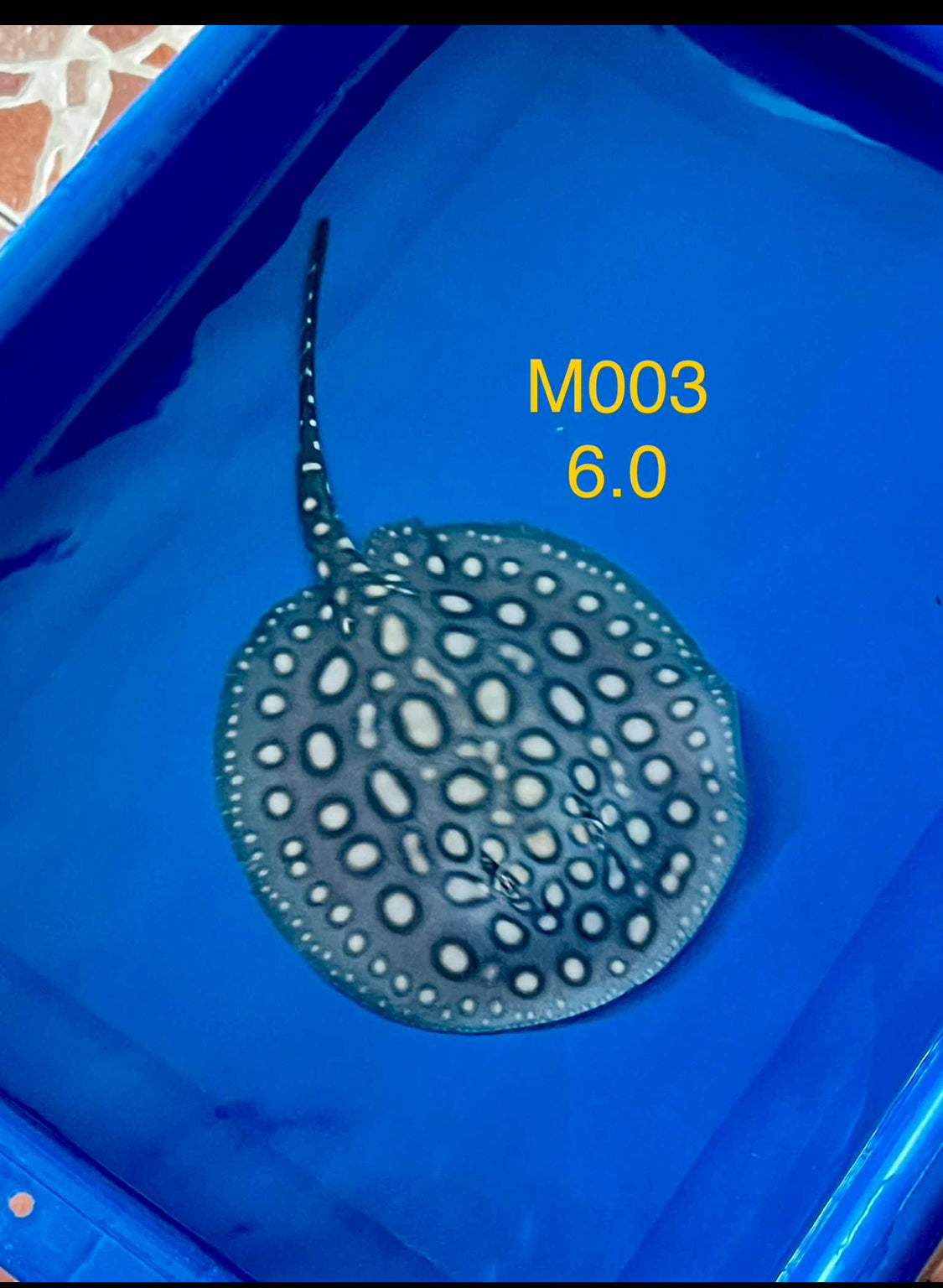 Black Diamond Hybrid Stingray Male 03