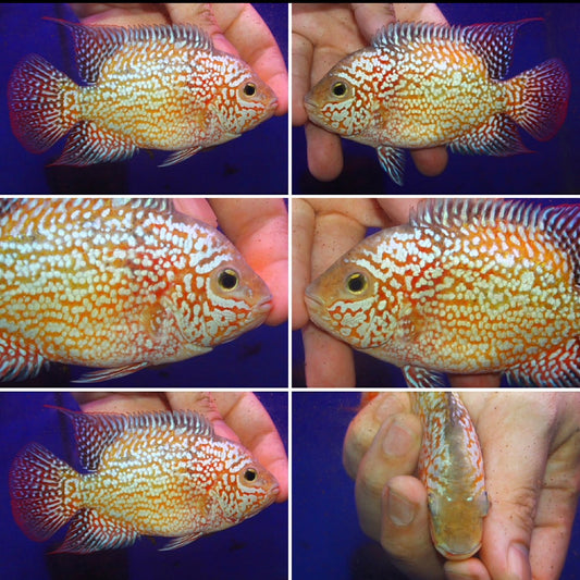 Super Red Texas Grade A ( MALE  )#6