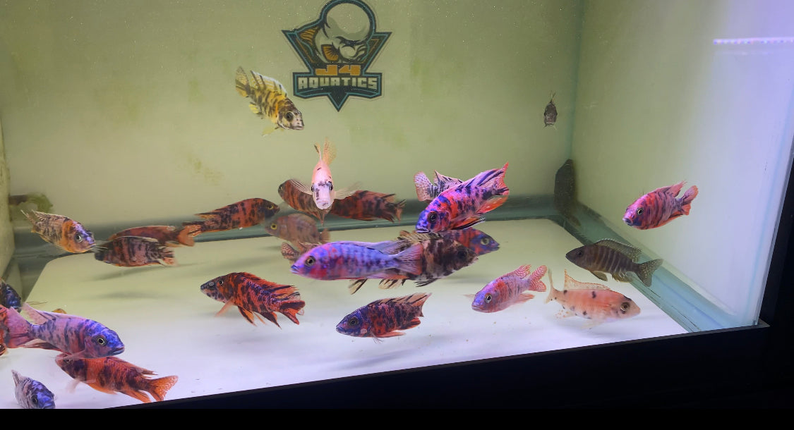 OB Peacock African Cichlids 2.5-3"