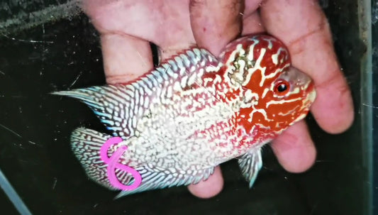 Super Red Dragon Flowerhorn ( Male ) -J08