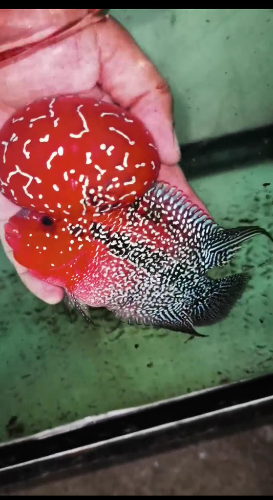 Super Red Dragon HQ  Flowerhorn ( Male ) -VIP3